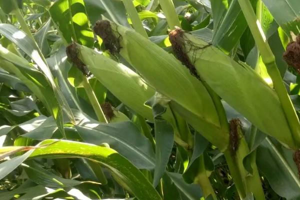 科优玉9号玉米种子特点，苗期防治地老虎等地下害虫