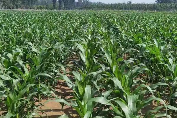 物华玉99（区试名称：物华2201）玉米种子特征特性，播种前要犁耙好地