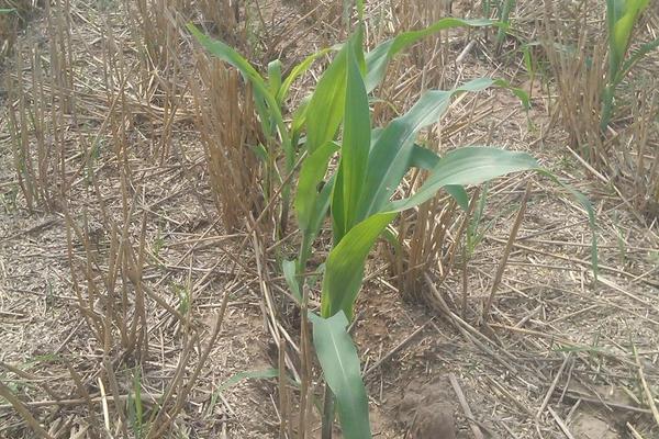 山玉178（区试名称：SF2201）玉米品种的特性，清明前后播种为宜