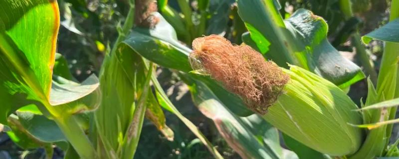 物华玉99（区试名称：物华2201）玉米种子特征特性，播种前要犁耙好地