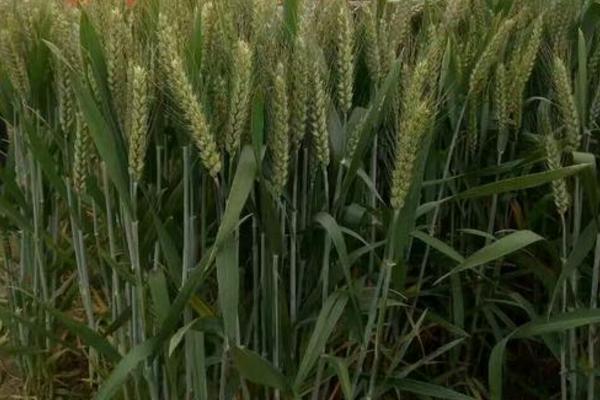 陇鉴9834小麦品种的特性，适宜播种期10月中下旬