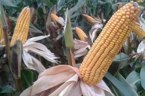 德源187玉米品种的特性，出苗至成熟134天