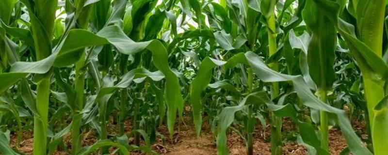 科优玉9号玉米种子特点，苗期防治地老虎等地下害虫