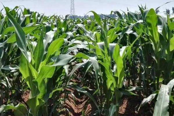 德源187玉米品种的特性，出苗至成熟134天