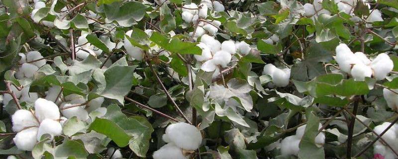 96G棉花种子简介，II型品种