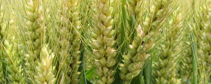 新科麦9918小麦品种的特性，每亩适宜基本苗16万—20万