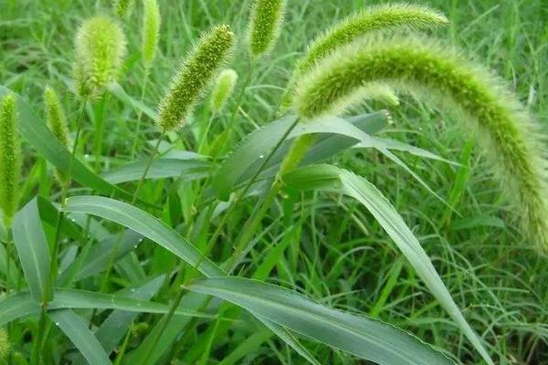 新科麦9918小麦品种的特性，每亩适宜基本苗16万—20万