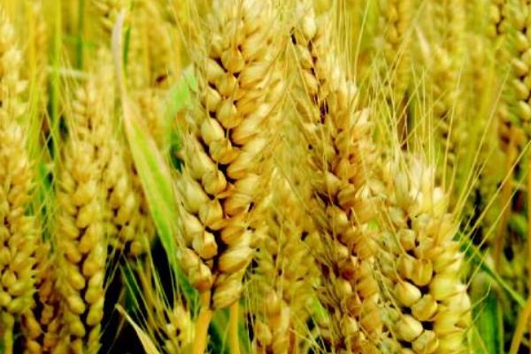 新科麦9918小麦品种的特性，每亩适宜基本苗16万—20万