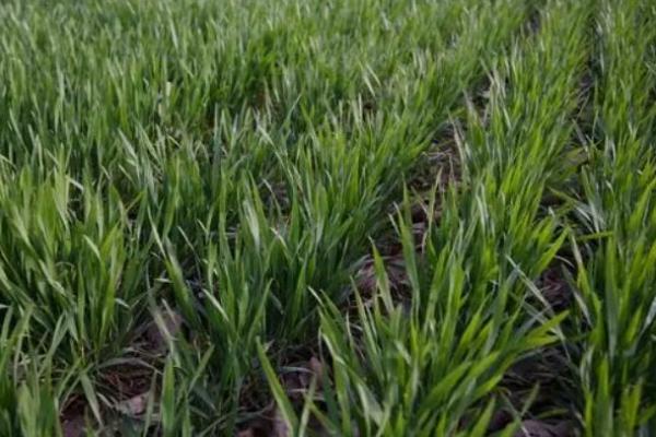 宁春62号小麦种子介绍,每亩适宜基本苗40万—42万