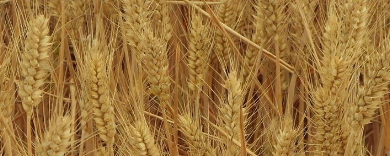 京农14-95小麦品种的特性，比对照品种中麦175熟期稍晚