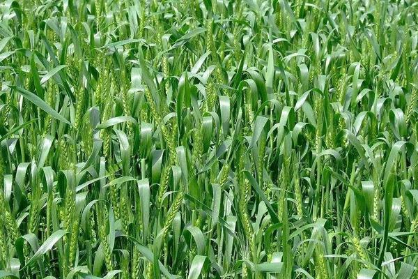 新科麦9918小麦品种的特性，每亩适宜基本苗16万—20万