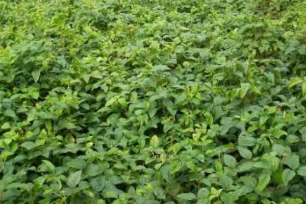 沧豆20大豆种子特征特性，高抗花叶病毒病7号株系