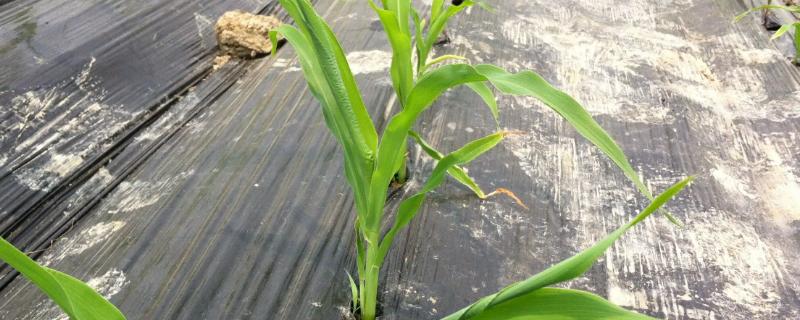 德发611玉米种子介绍，适宜播期为5月10日左右