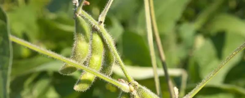 沧豆20大豆种子特征特性，高抗花叶病毒病7号株系