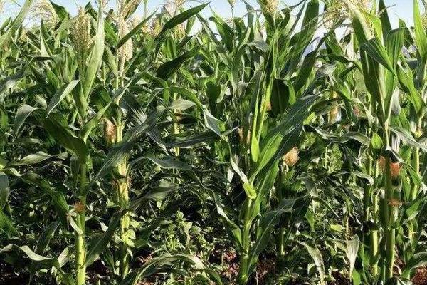 沃单109玉米品种的特性,高抗茎腐病