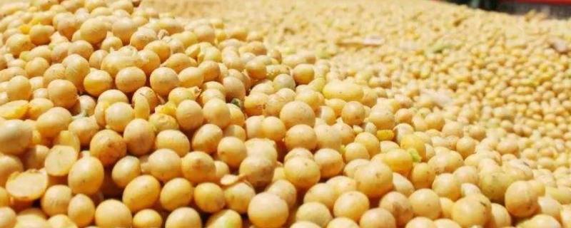 廊豆8大豆种子简介，夏播大豆普通型品种