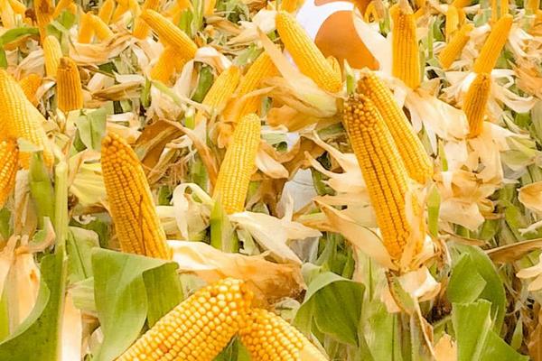 德发611玉米种子介绍，适宜播期为5月10日左右