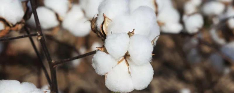 冀丰522棉花品种简介，种植密度