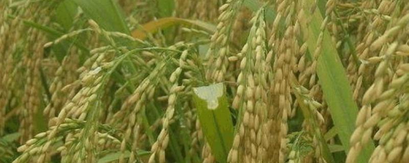 玖里香水稻种子特征特性，宜于4月至7月中旬播种