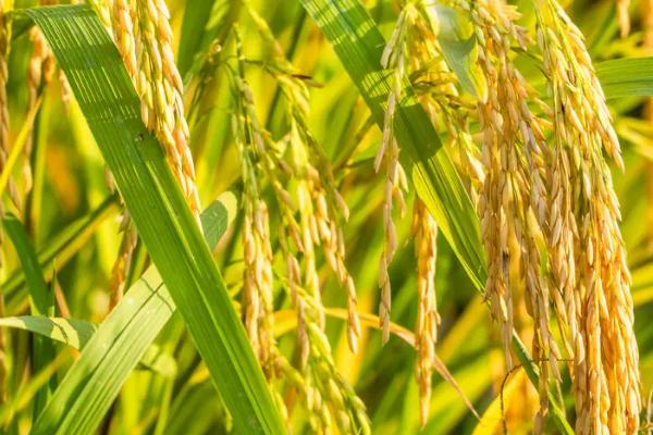 丽香优005水稻品种的特性，每亩有效穗数15.7万穗