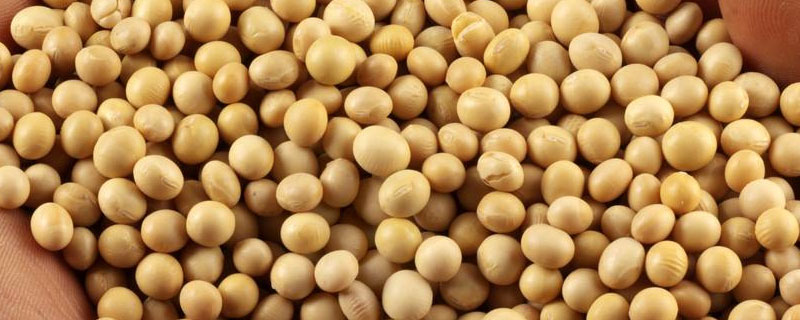 脉育503大豆种子介绍，生育期平均114天