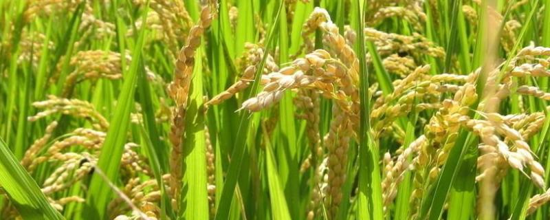 嘉优8201水稻种子简介，每亩插足基本苗8万以上