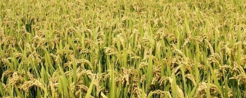 春9两优30水稻种子特征特性，一般5月上旬—5月中旬播种