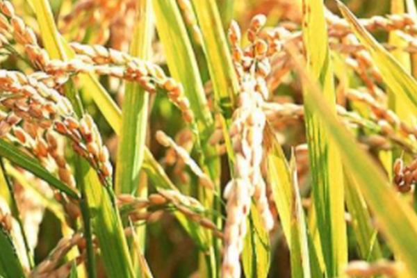香两优97水稻品种简介，一般4月中旬—4月下旬播种