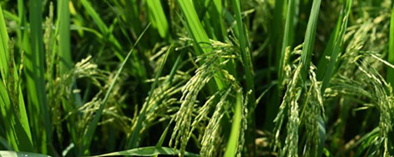粒香优旌占水稻种子特点，一般3月上旬—4月下旬播种