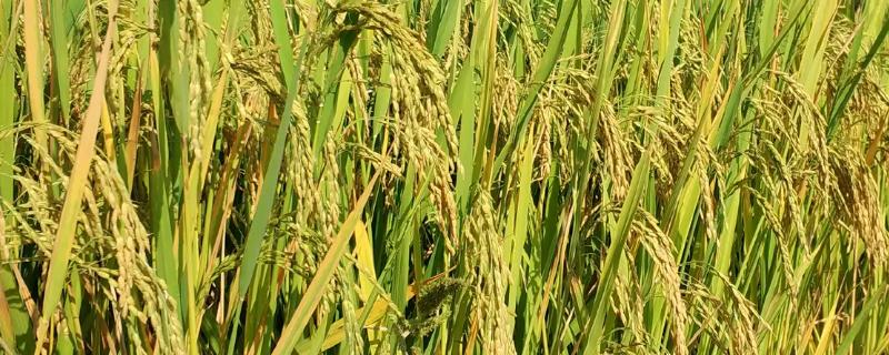 莉两优一号水稻种子特征特性，一般4月下旬—5月下旬播种