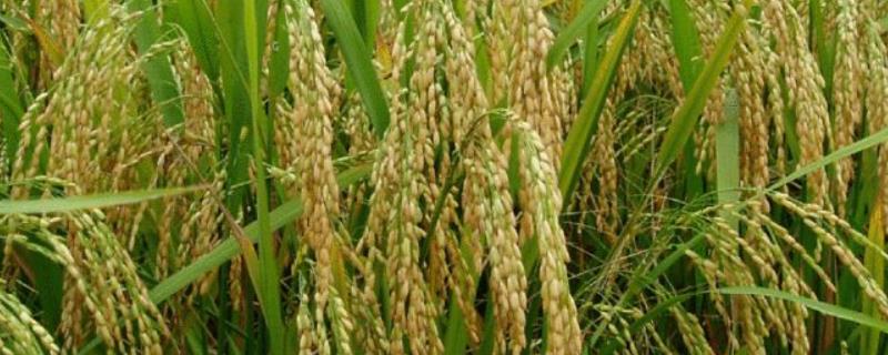 闽糯两优8301水稻种子特征特性，一般4月下旬—5月上旬播种