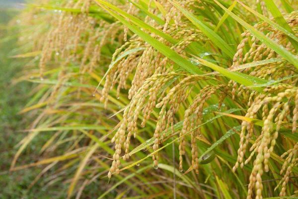 联优华占水稻种子简介,一般4月下旬—5月上旬播种