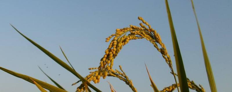 九优贝贝水稻种子特点，全生育期152.9天