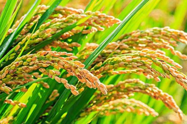 居两优333水稻品种的特性，全生育期134.0天