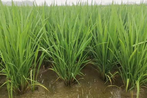 丽香优005水稻品种的特性，每亩有效穗数15.7万穗