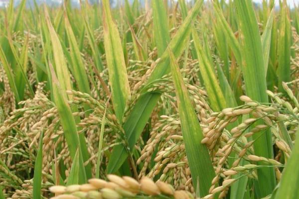 丽香优005水稻品种的特性，每亩有效穗数15.7万穗