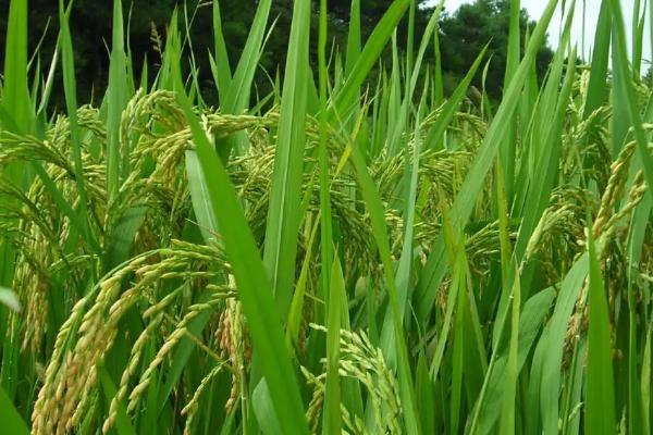 莉两优一号水稻种子特征特性，一般4月下旬—5月下旬播种
