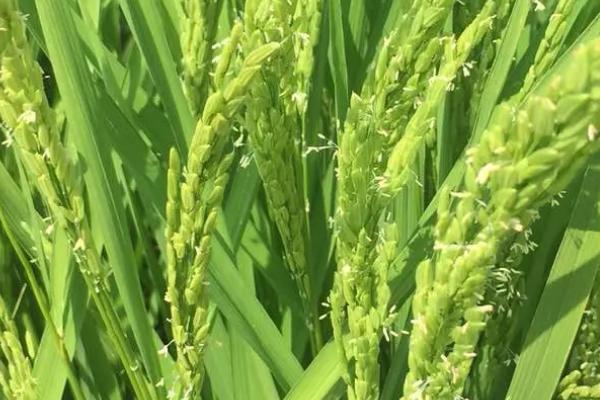 隆晶优3113水稻种子介绍，一般3月下旬—4月中旬播种