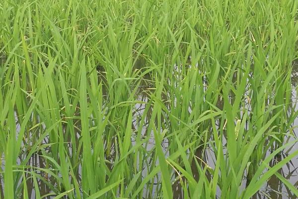 隆晶优3113水稻种子介绍，一般3月下旬—4月中旬播种