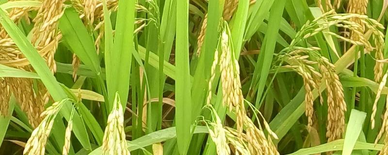 晶锋优6285水稻品种的特性，每亩有效穗数16.8万穗