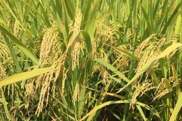 晶锋优6285水稻品种的特性，每亩有效穗数16.8万穗