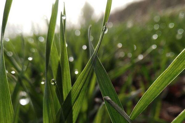 济麦8040小麦种子特点，每亩基本苗15～18万