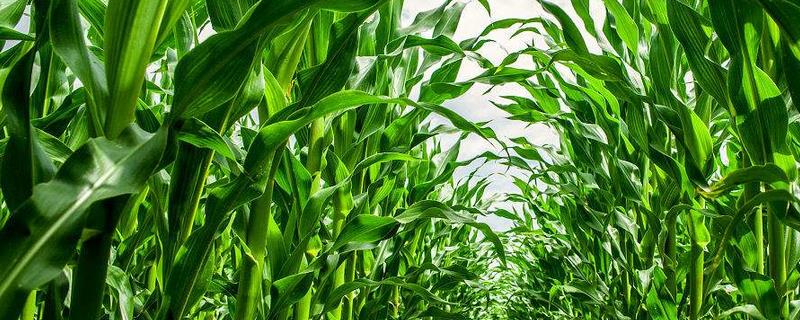 北科11玉米种子介绍，适宜在肥力中上等的地块种植