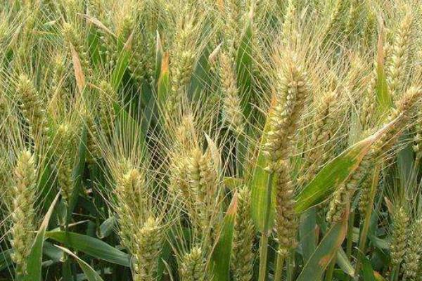 齐民22号小麦种子特点,每亩基本苗15万左右