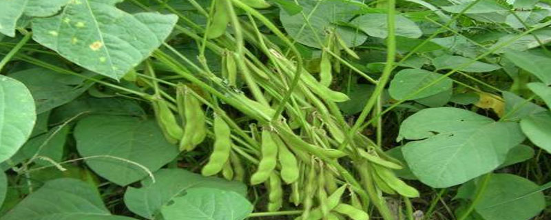 驻豆30大豆种子简介,平均生育期107.3天