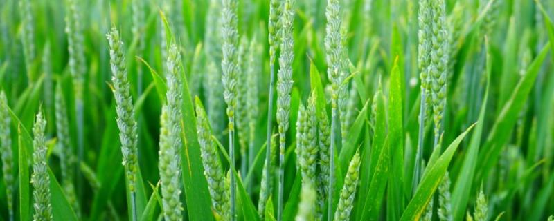 鑫麦906小麦种子特点，每亩基本苗18～20万