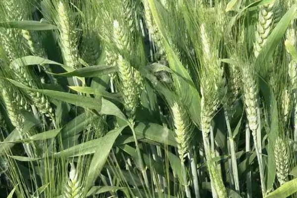 DK171小麦品种简介，每亩基本苗15万左右
