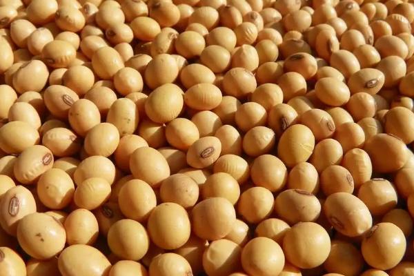驻豆30大豆种子简介,平均生育期107.3天