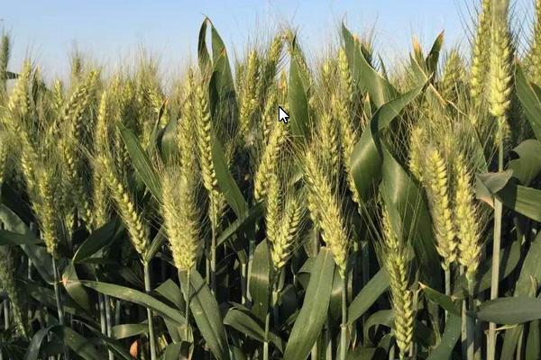 DK171小麦品种简介，每亩基本苗15万左右