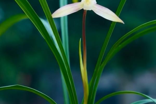 幽兰花的含义,寓意高洁、淡泊等